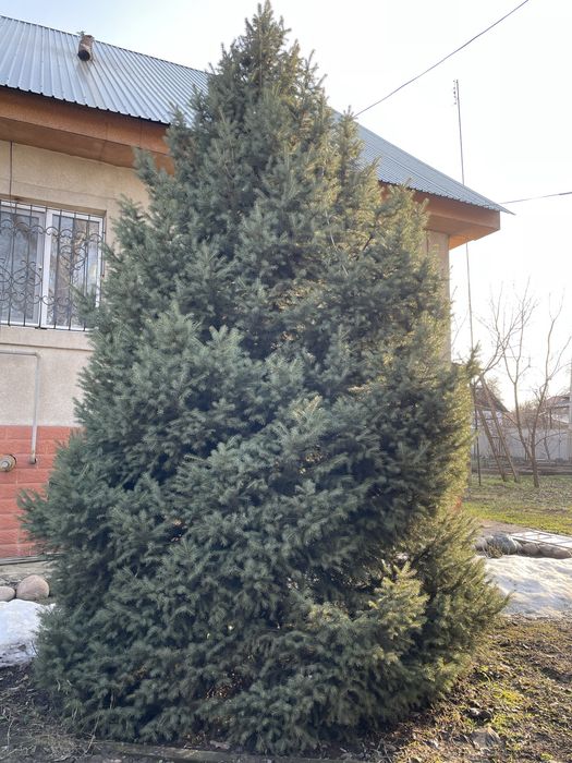 Елки продается отличные