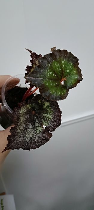 Бегония:1800 тенге