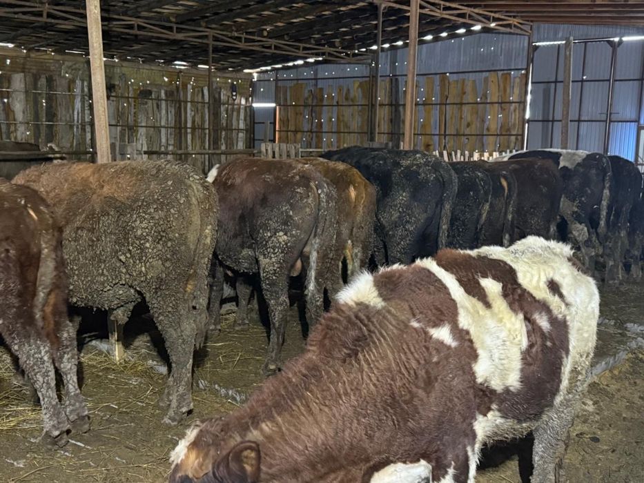 Продам откормленных бычков