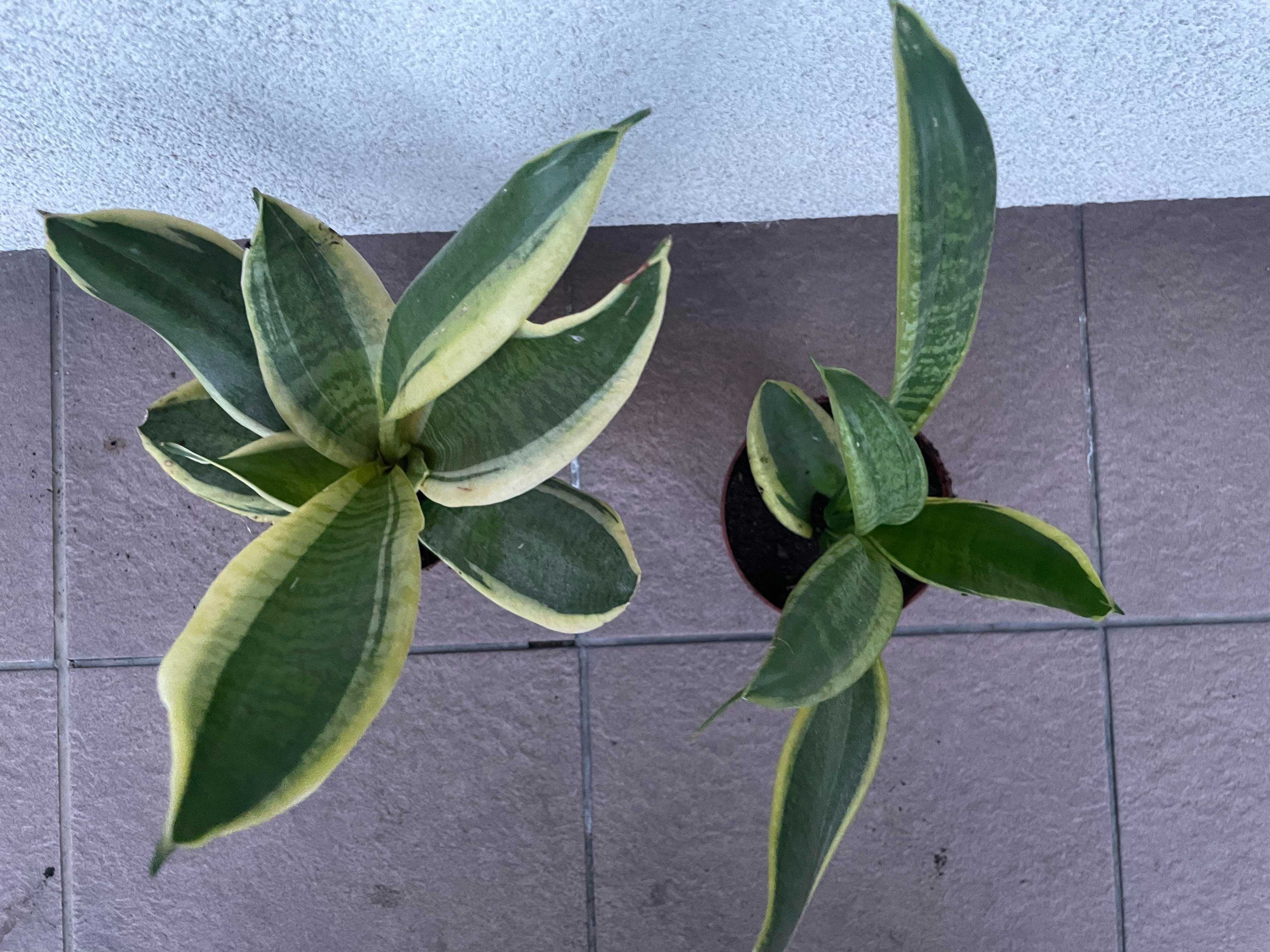 Plante de interior - Limba soacrei (Sansevieria, Snake plant), 33 cm