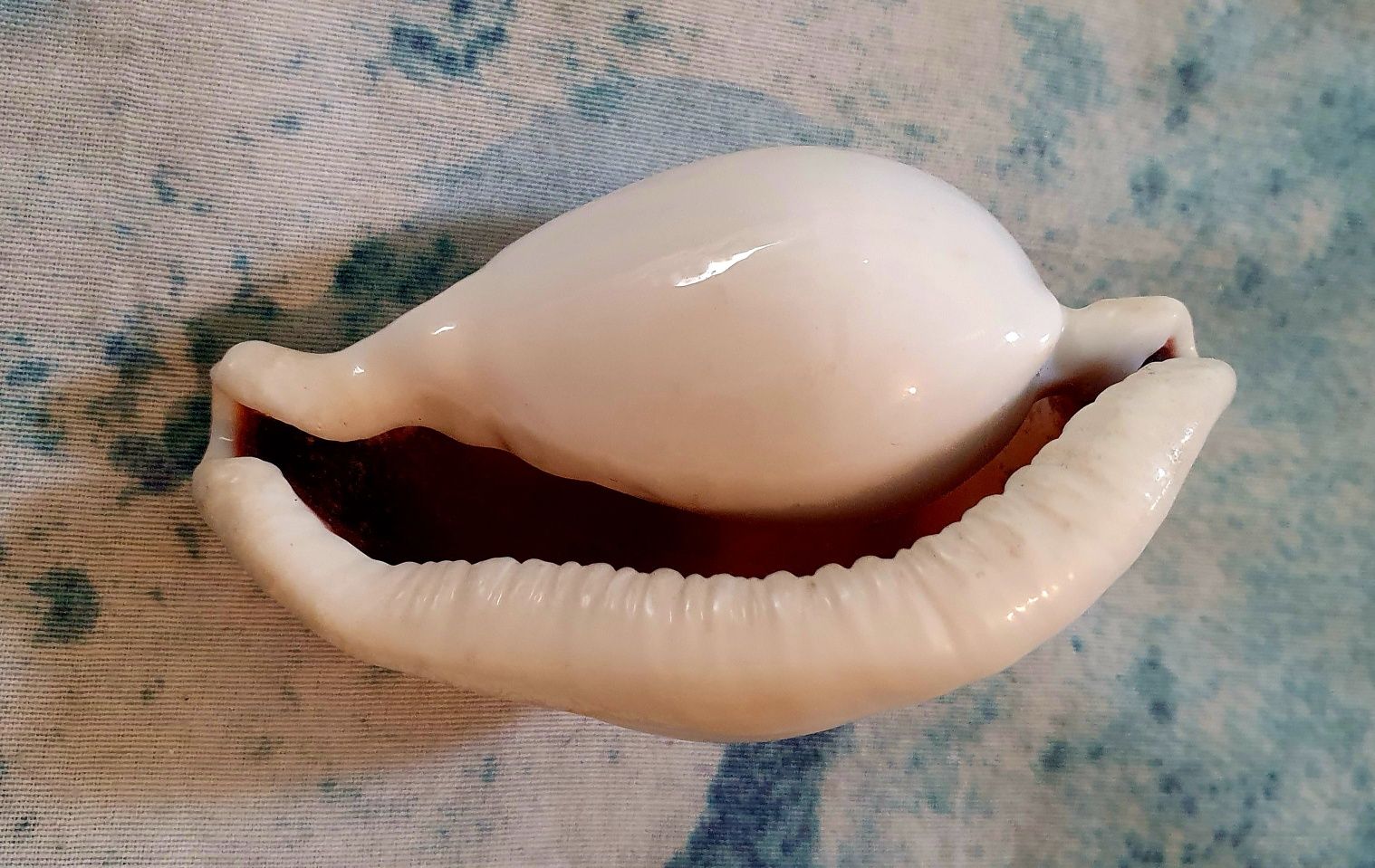 Cochilie vitange Cowrie