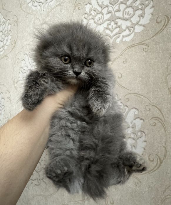 Скидкааа! Котята скотиш фолд