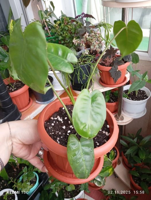 Растения разных сортов