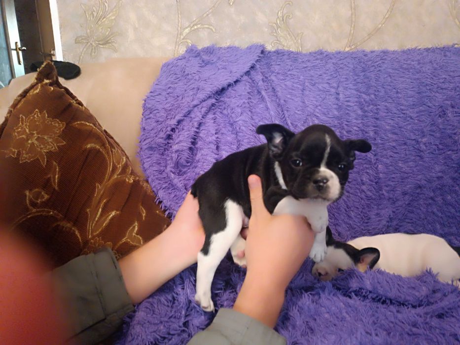 Французский бульдог