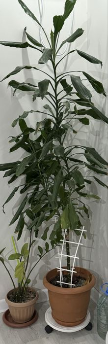 Продам цветы комнатные