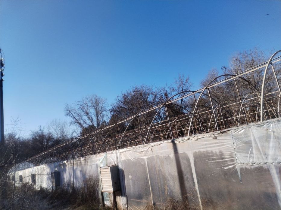 14 Sotix teplitsa sotiladi buzilgan xolatda