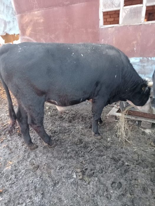 Продается бык с откорма