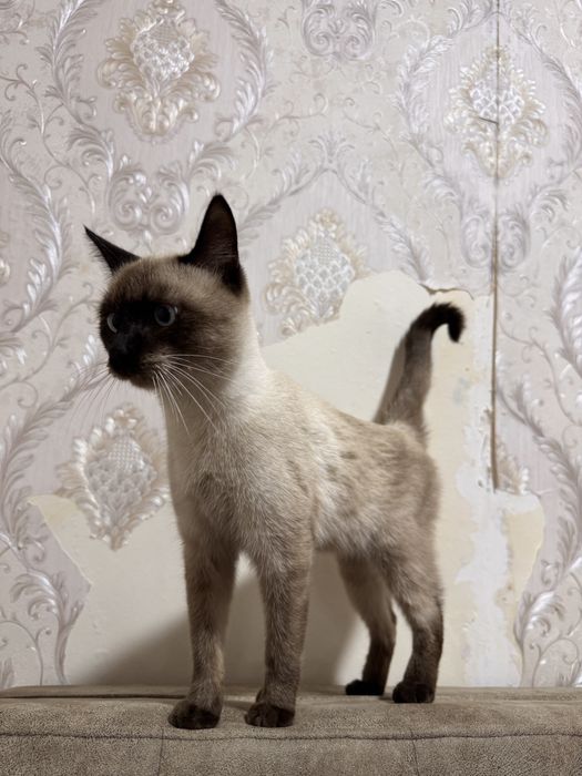 Продоётся кошка домашняя