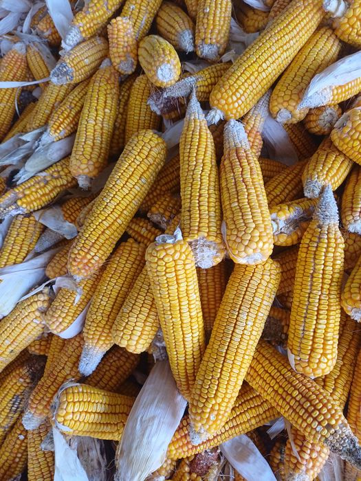 Xitoy makka sotiladi