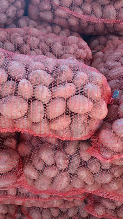 Cartofi Red Lady ,,Bellarosa ,Carerra