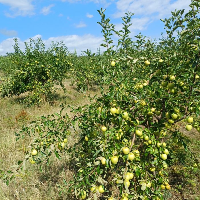 Vând mere golden 3,5 lei kg  la cantități mari negociem