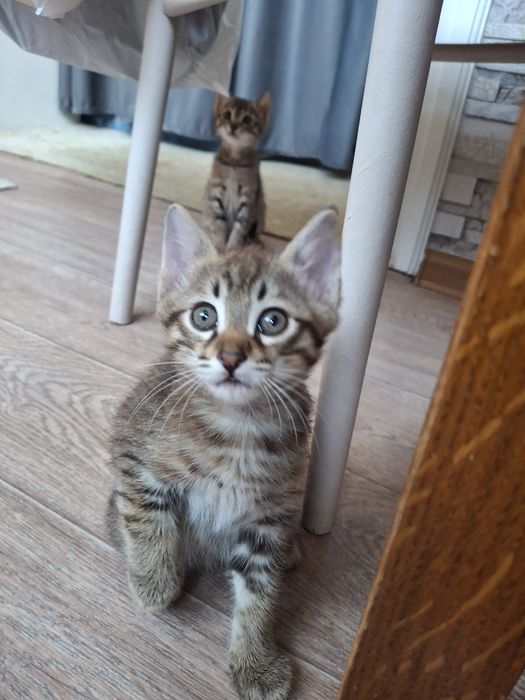 Отдам котёнка 2 месяца,мальчик  смешанной породы