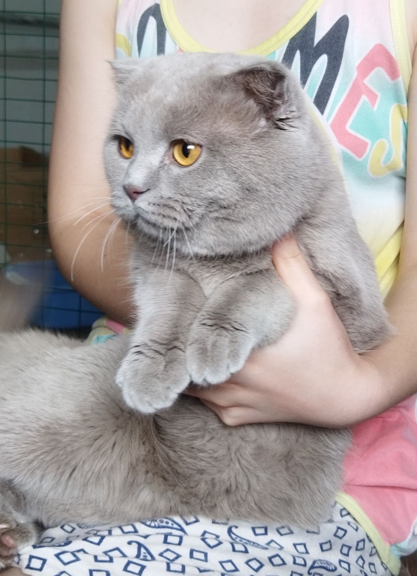 Продам Шотландского кота