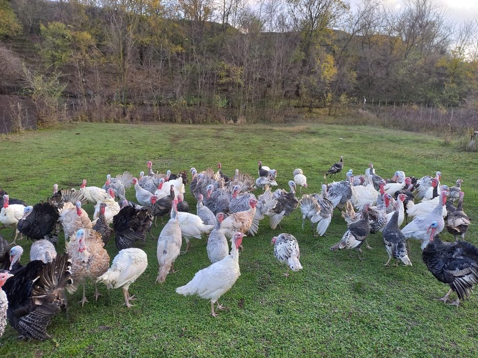 Vând curcani și curci de tara