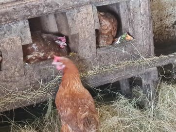 Снасящи кокошки носачки