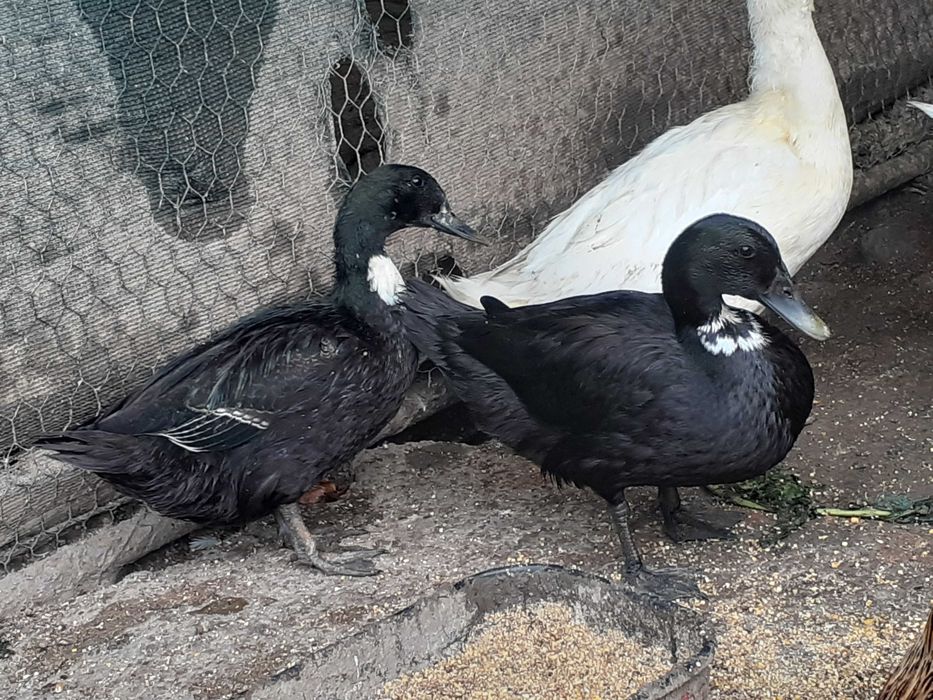 Cocosi si rațe smarald si doi rățoi moțat