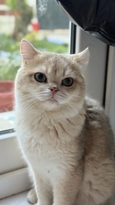 Британский короткошерстный кот