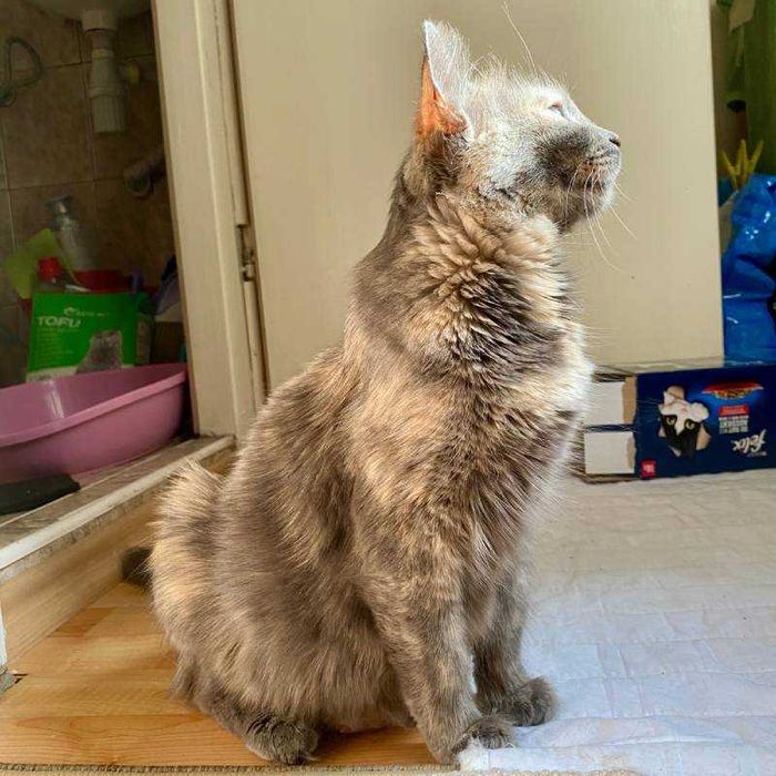 Подарявам млада женска костенуркова котка Patch