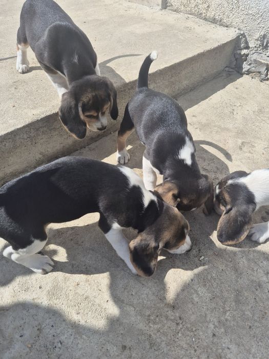 Catelusi pufosi de dat!