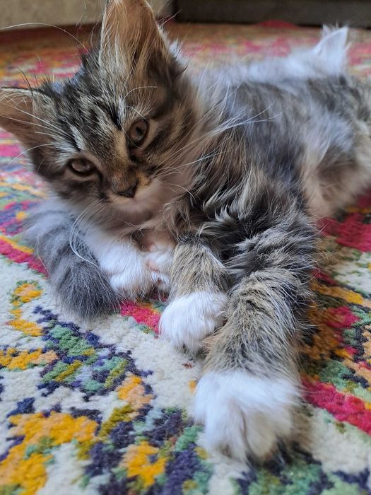 котята в Ургенче