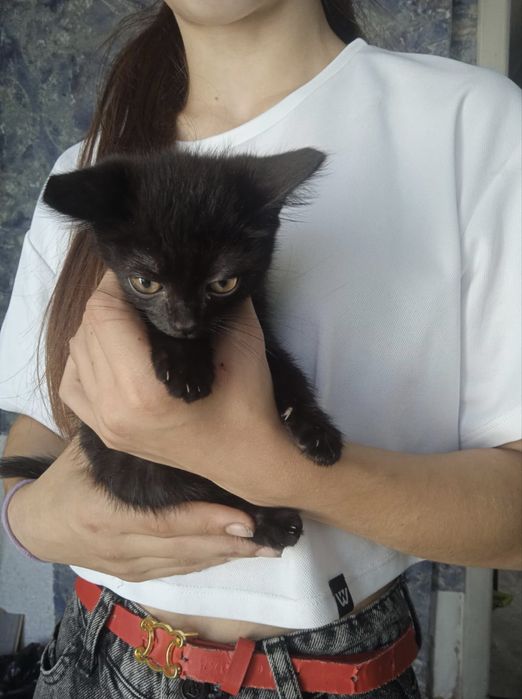 Котята девочки ищут дом