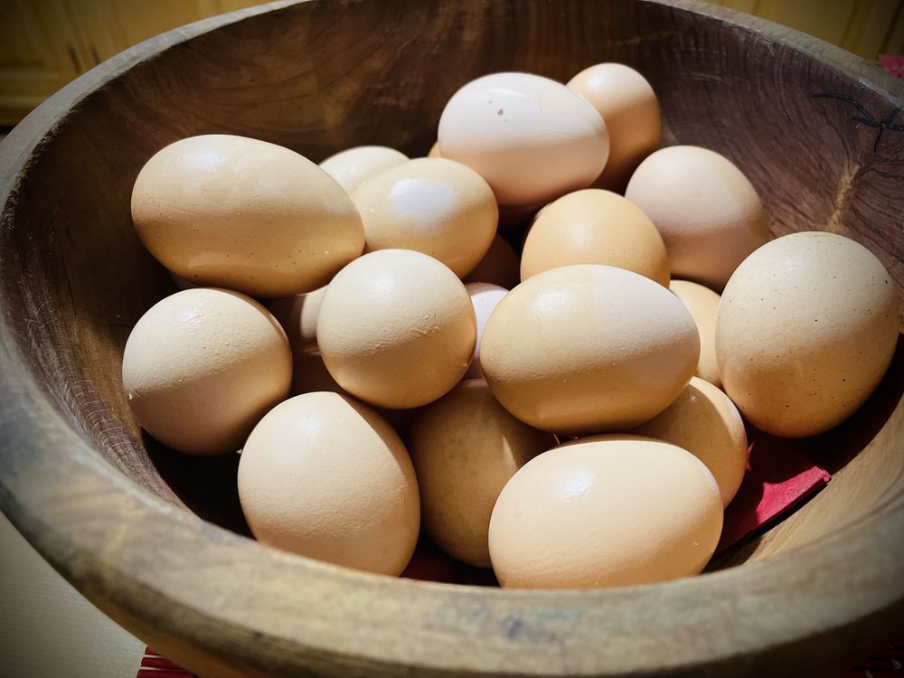 Oua pentru incubat - Australorp