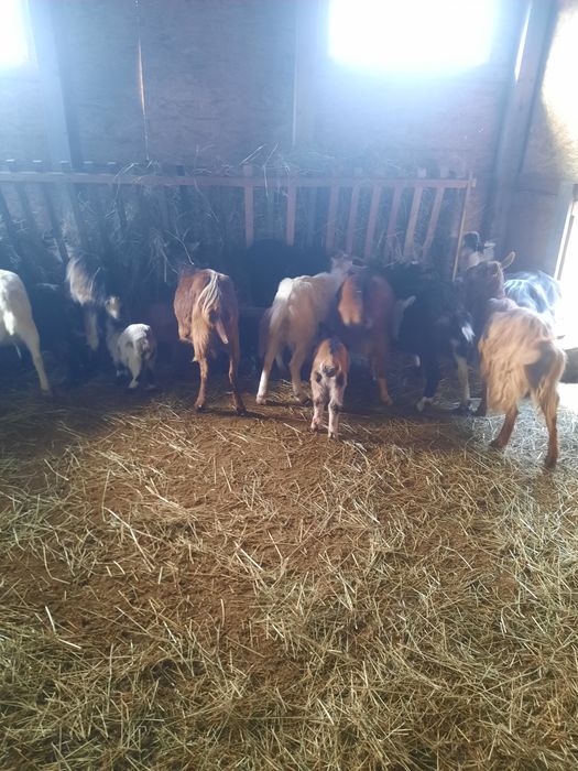 Vand doua iade/capre din 2024