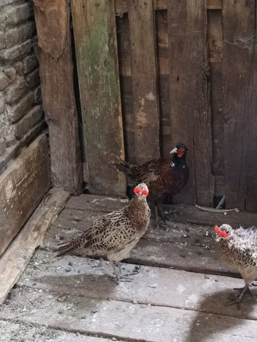 Fazani comuni tineri