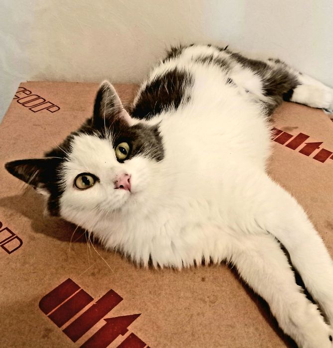 Отдам надёжным хозяевам кошечку Снежанну месяцев 7. Стерилизованную.