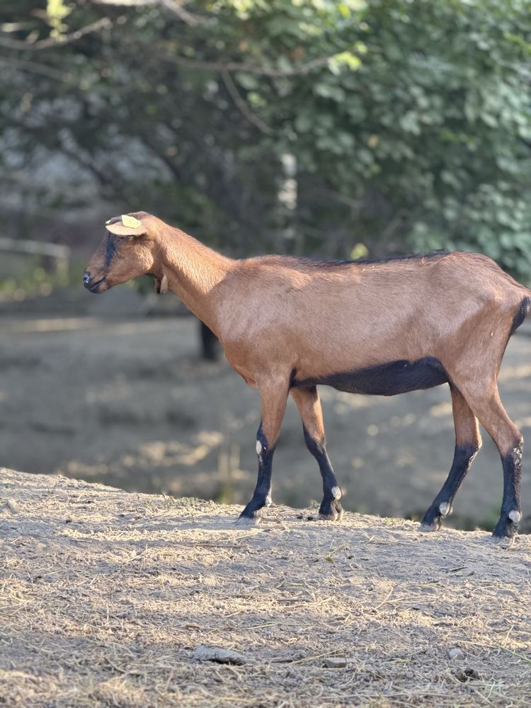 Alpin zanin echkiar avstrya liniya kamida 3 litr sut beradi