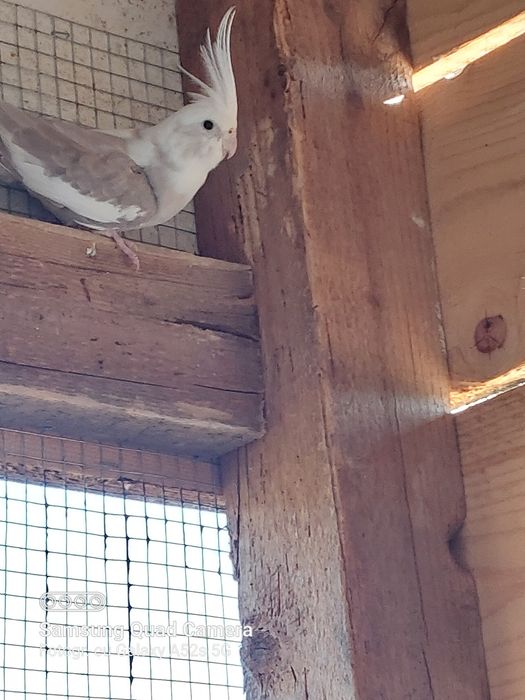 Canari si nimfe de dat