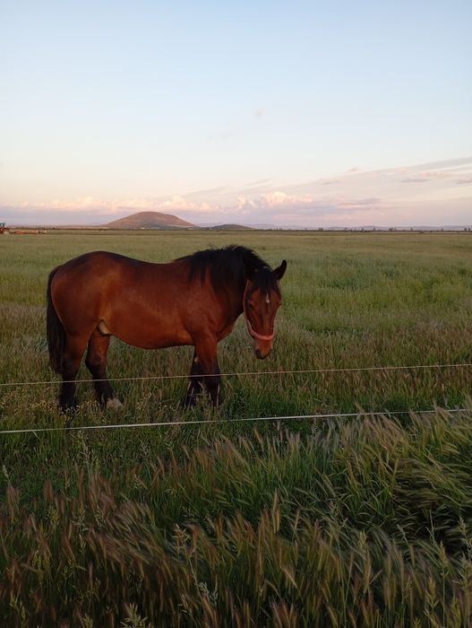 Mânz de vânzare...
