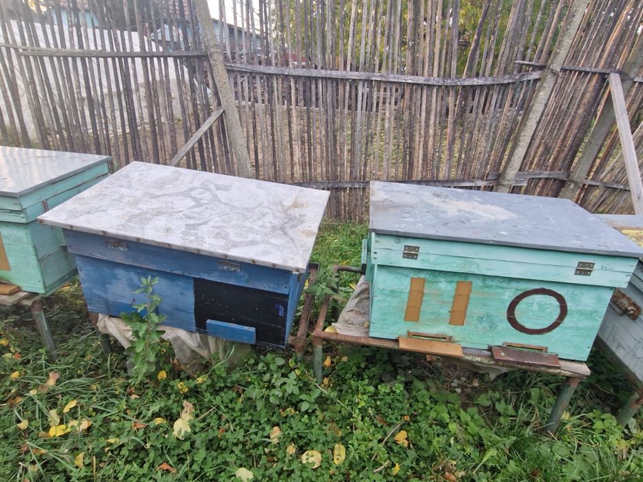 Vand stupi pentru albine