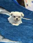 Bichon Maltez femela