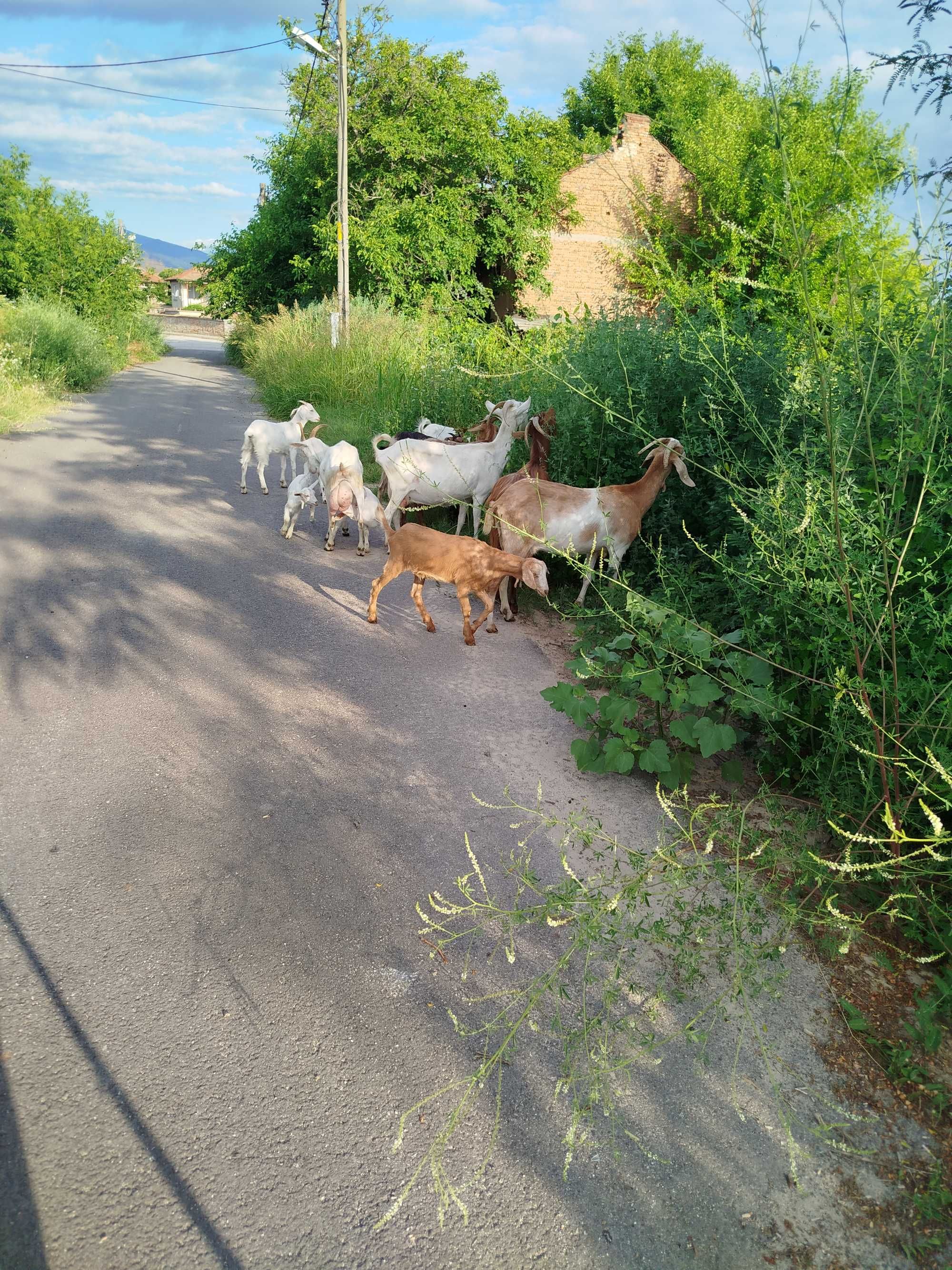 Продавам Хубави Кози