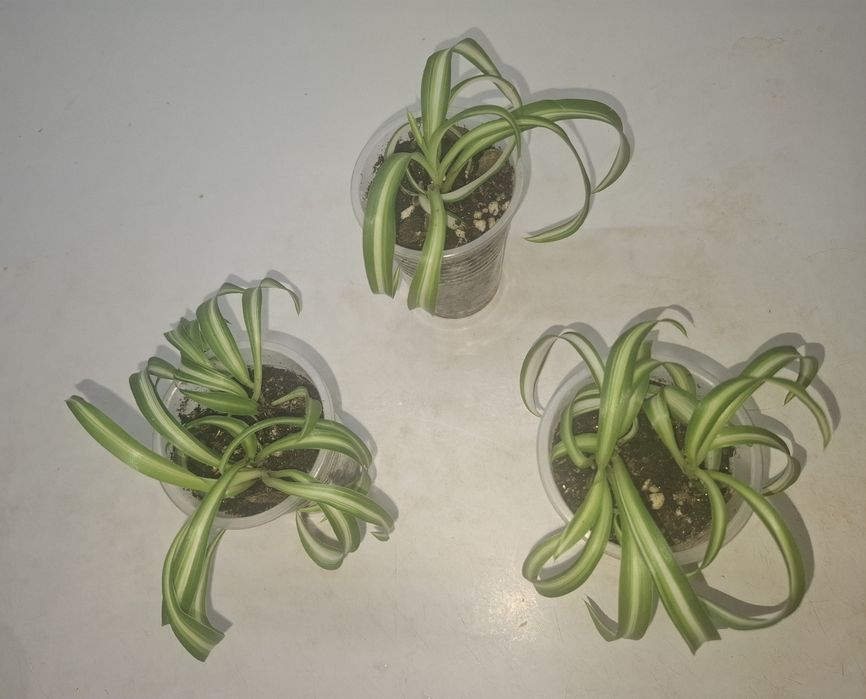 Продам хлорофитум бонни (кудрявый)