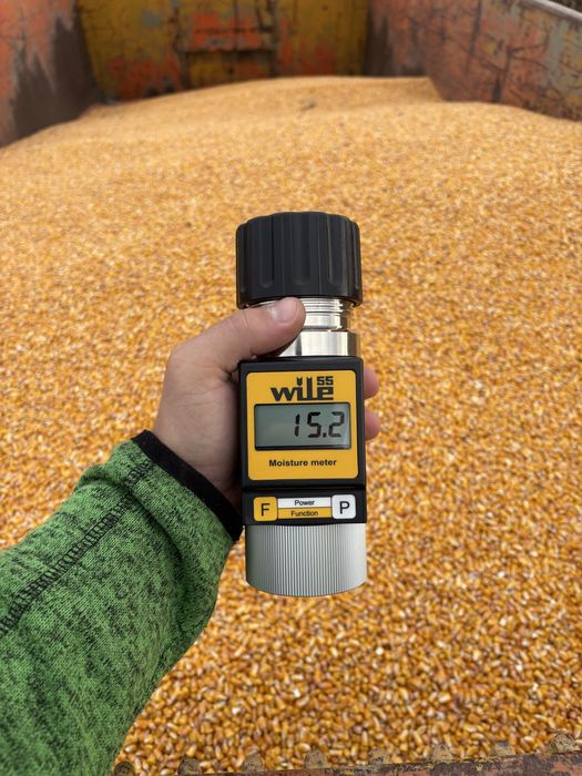 Vand porumb 1 leu kg