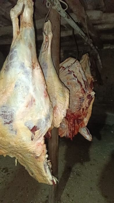 Мясо телятина Баянаул