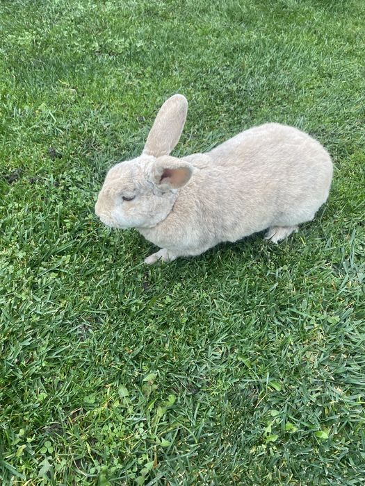 Vand iepure mascul rex pitiic