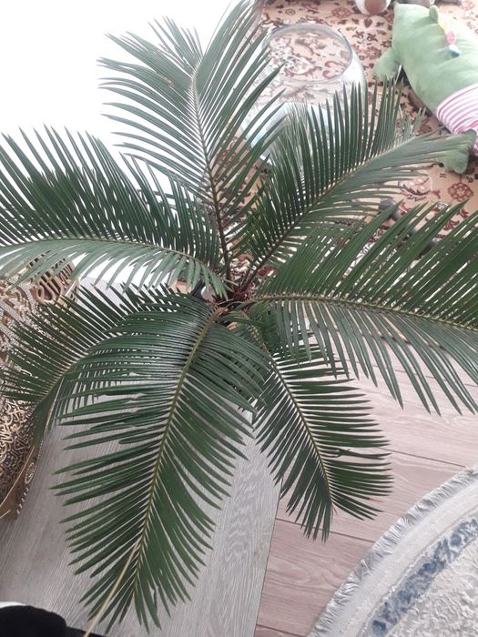 Пальма ,цикас, саговая пальма