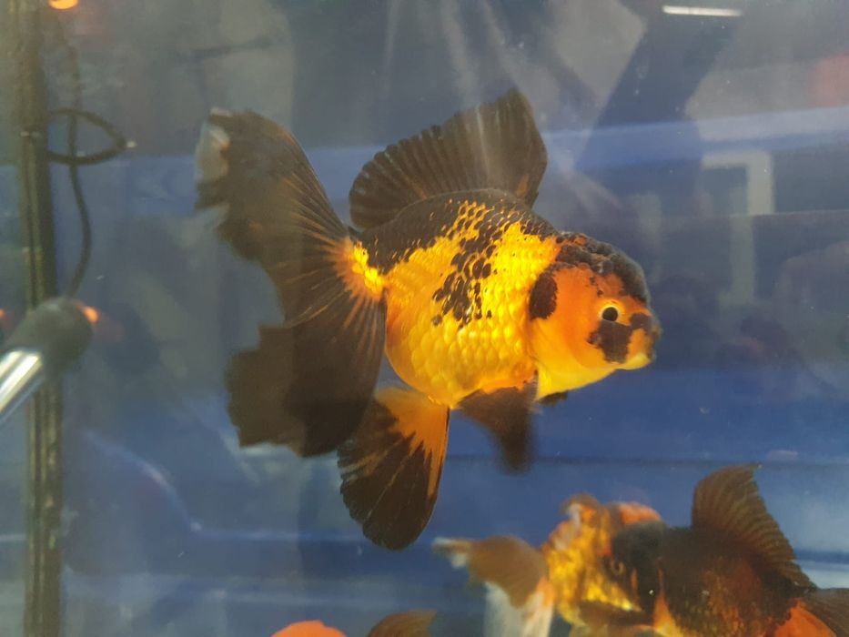 Carasi oranda!!!