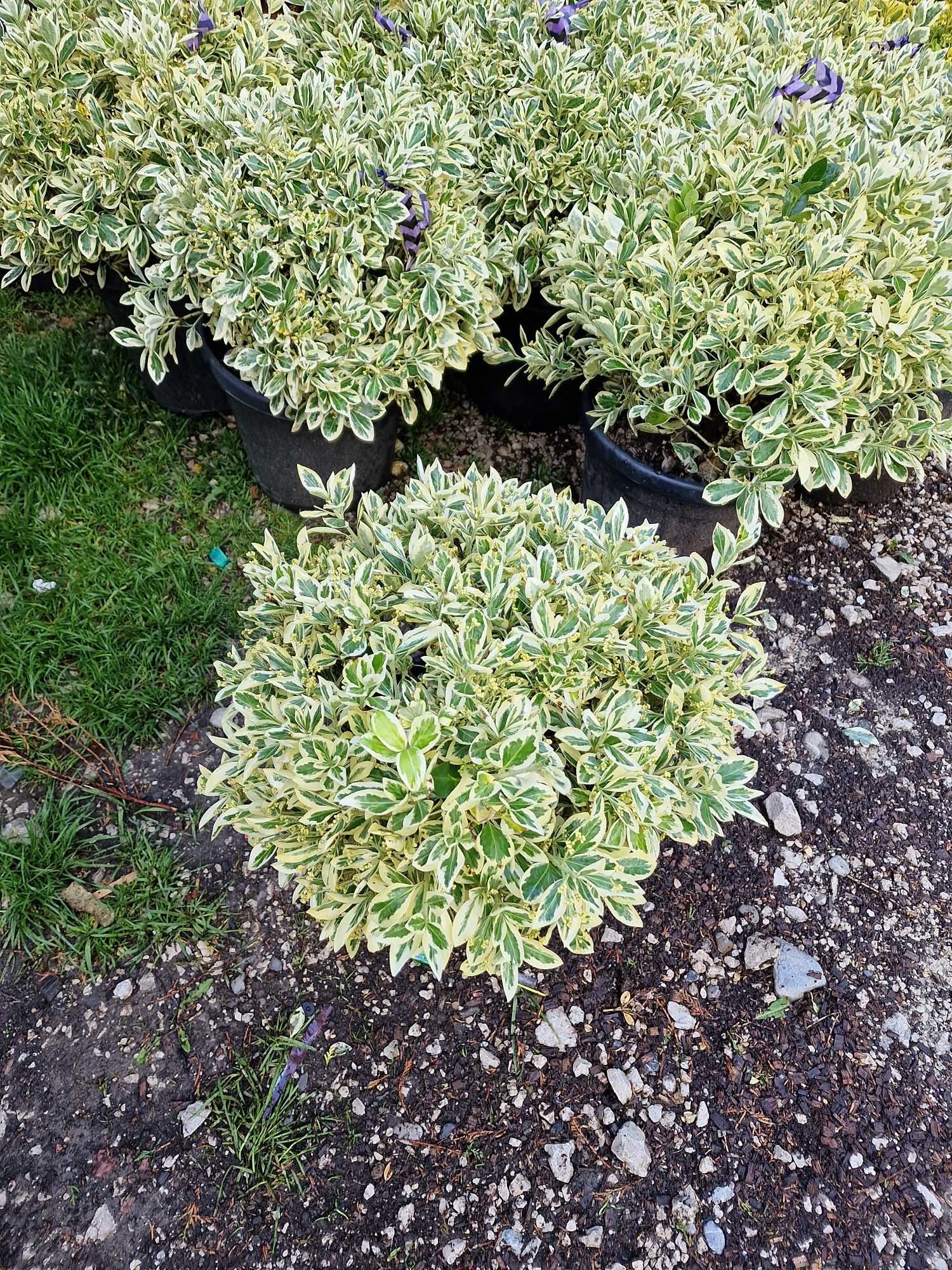 Photinia, catalpa, tuia, chiparos leylandii, plante ornamentale