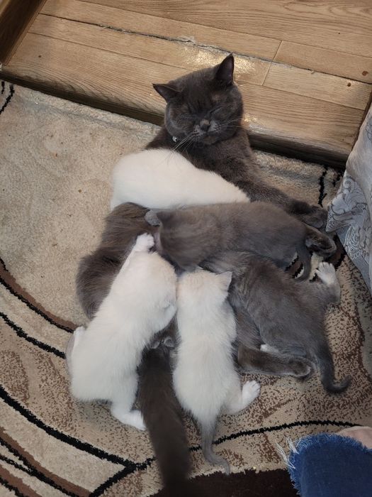 Шотландские котята