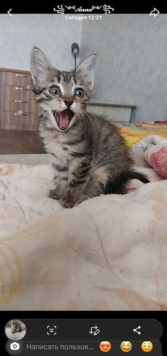 Отдам в добрые руки котёнка (девочка)
