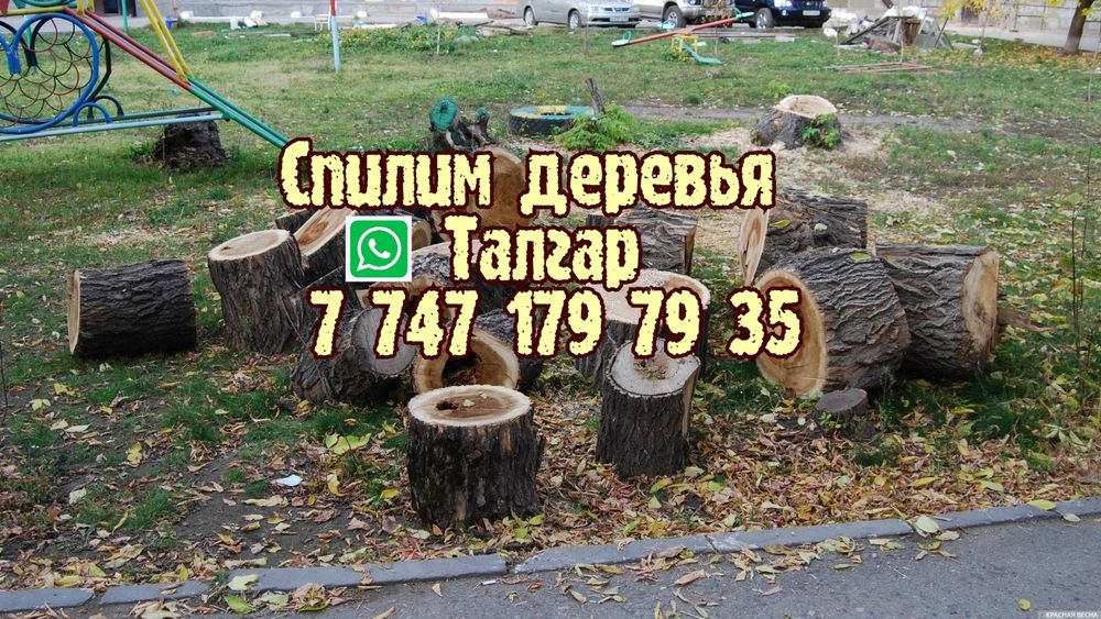 Спилим деревья. Спил деревьев. Спилить. Обрезка. Пилим. Ағаш.