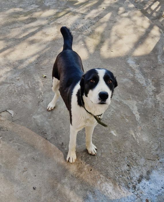 Собака собака собака