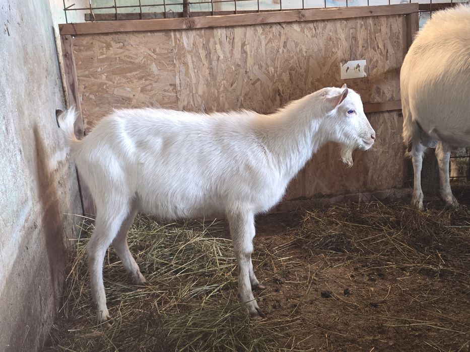 Țap Sannen ciut genetic