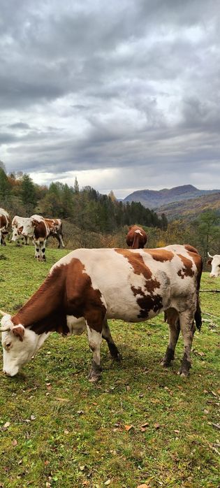 Doua vaci de vanzare