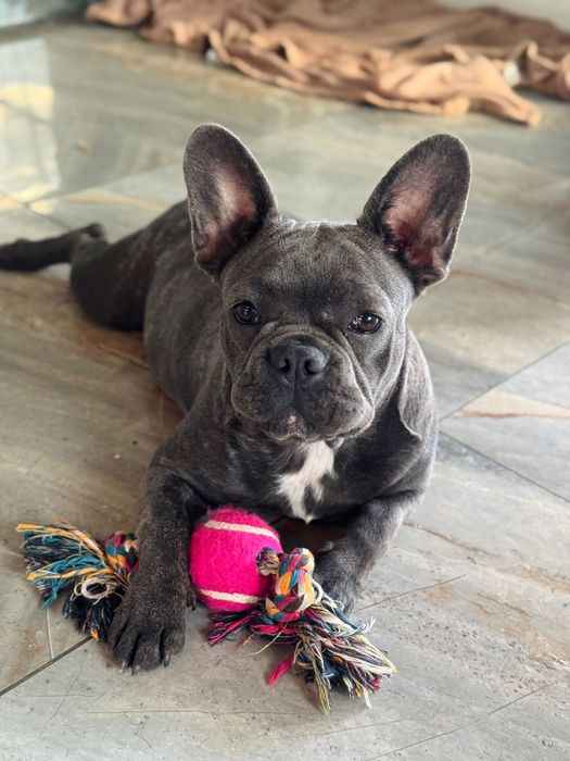 Catelusa bulldog francez blue cu pedigree