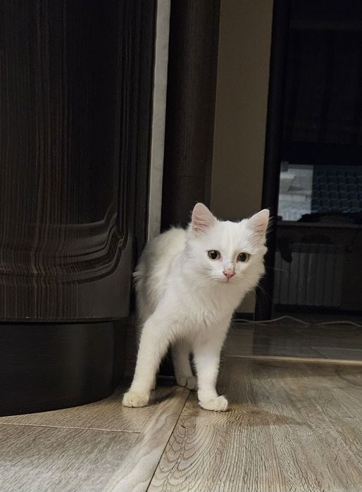 Котенок остался последний